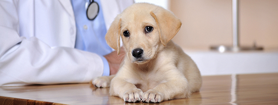 ветклиника